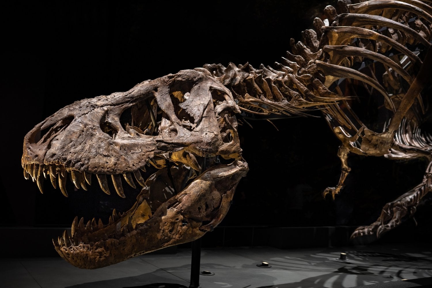 T Rex Gus Subasta