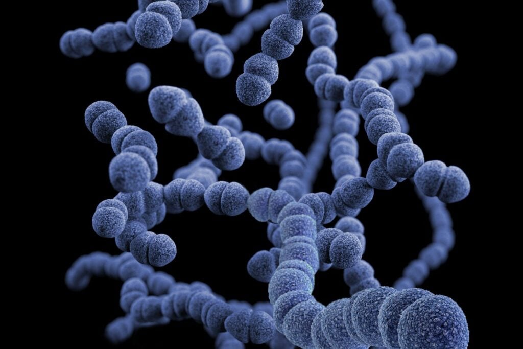 Bacteria