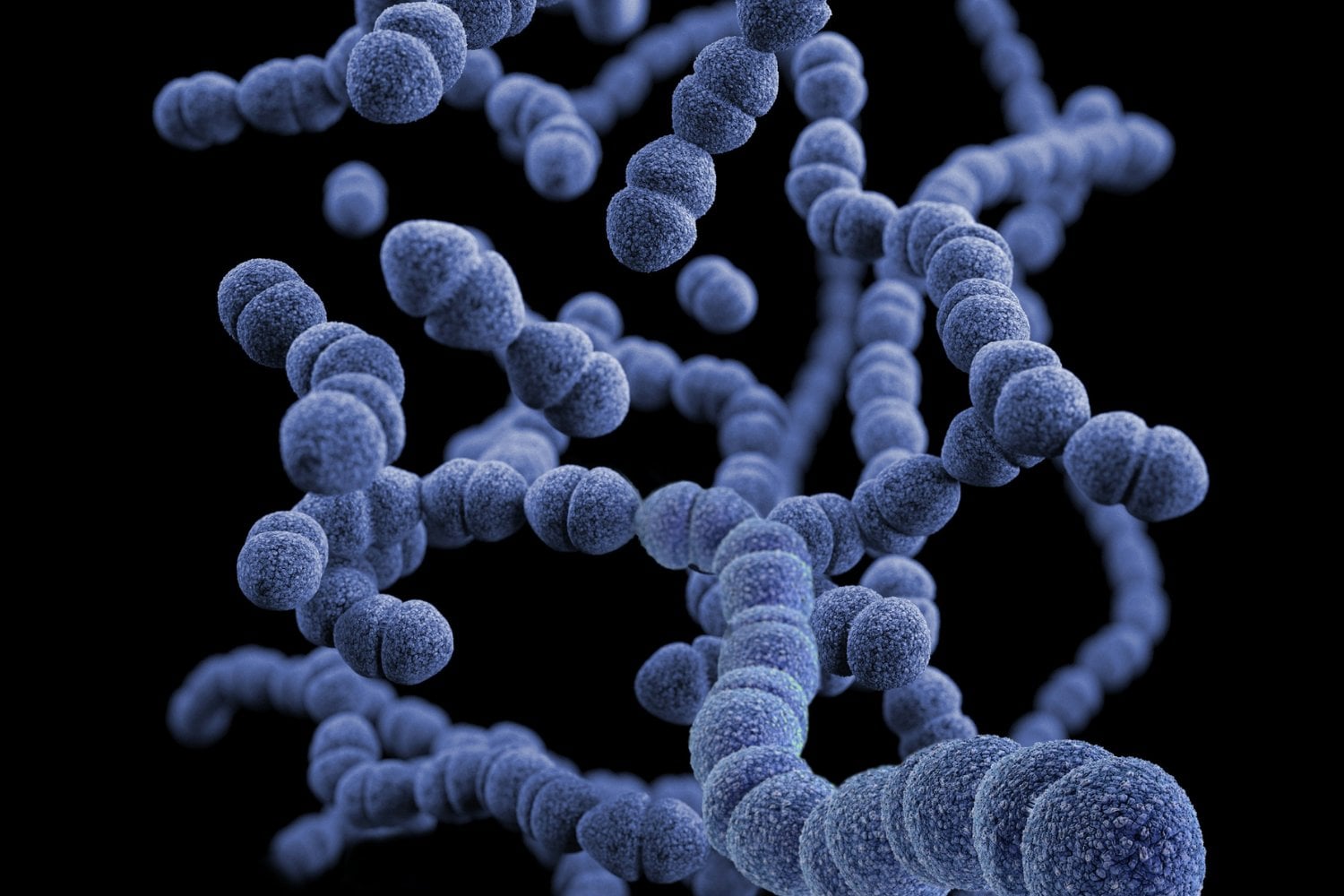 Bacteria