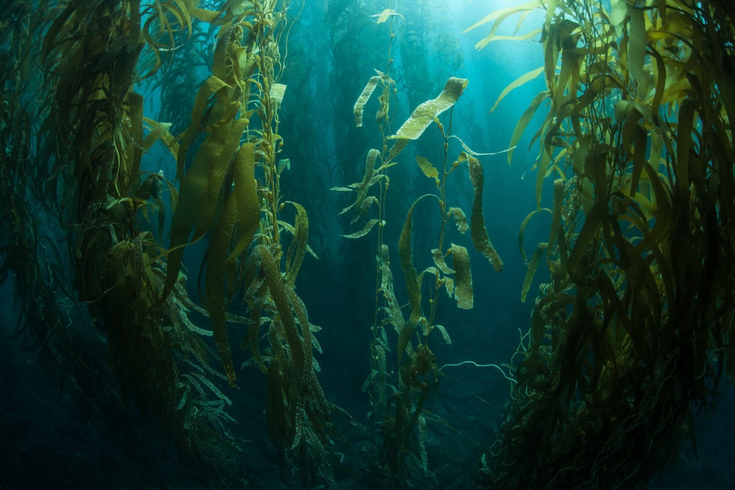 Bosques De Kelp