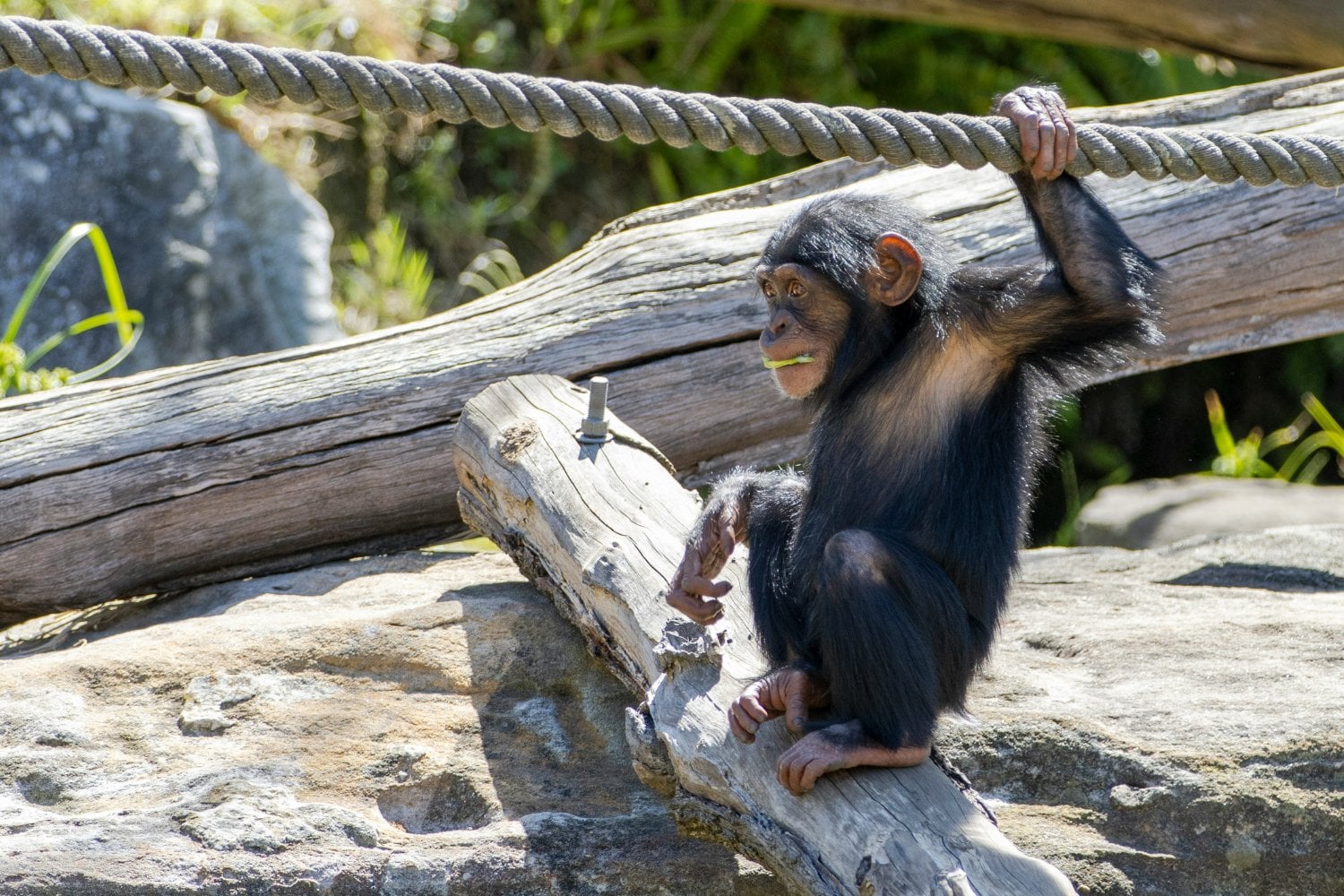 Chimpance