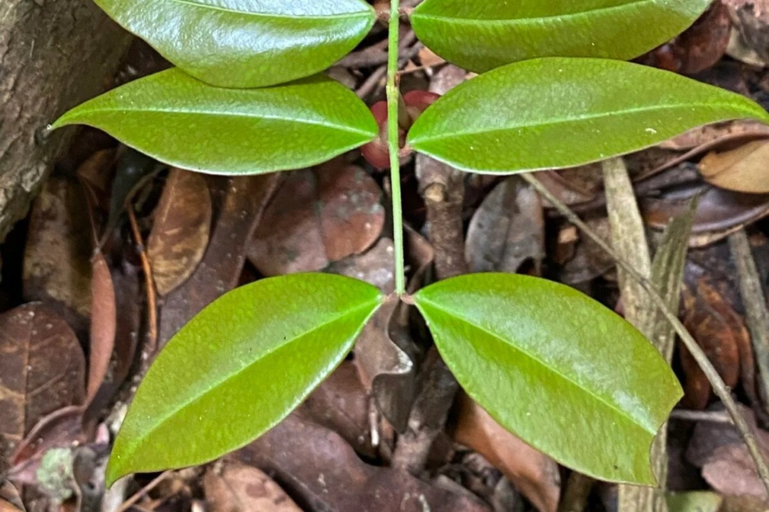 Copaifera Lucens
