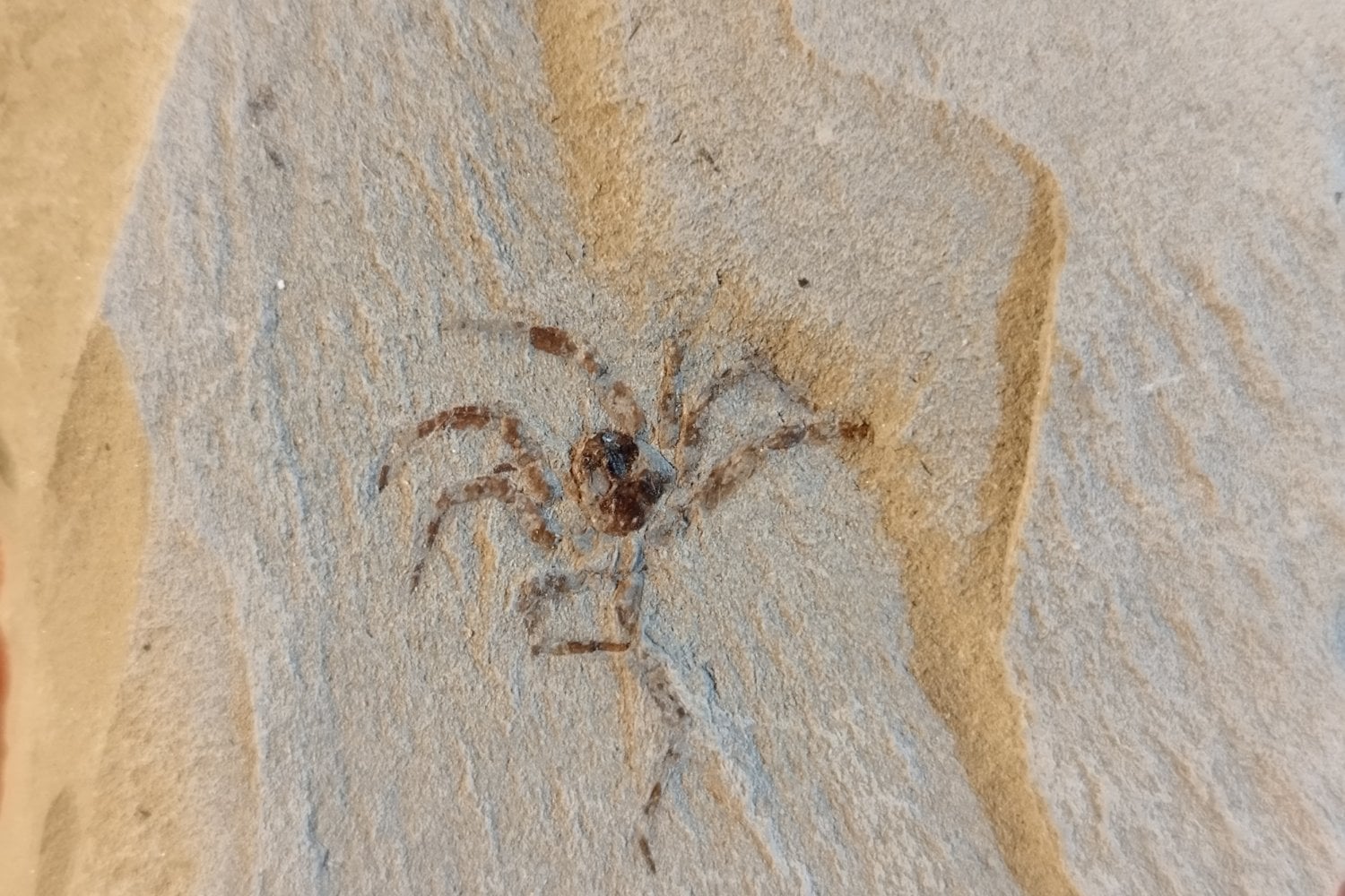 Fosil Araña