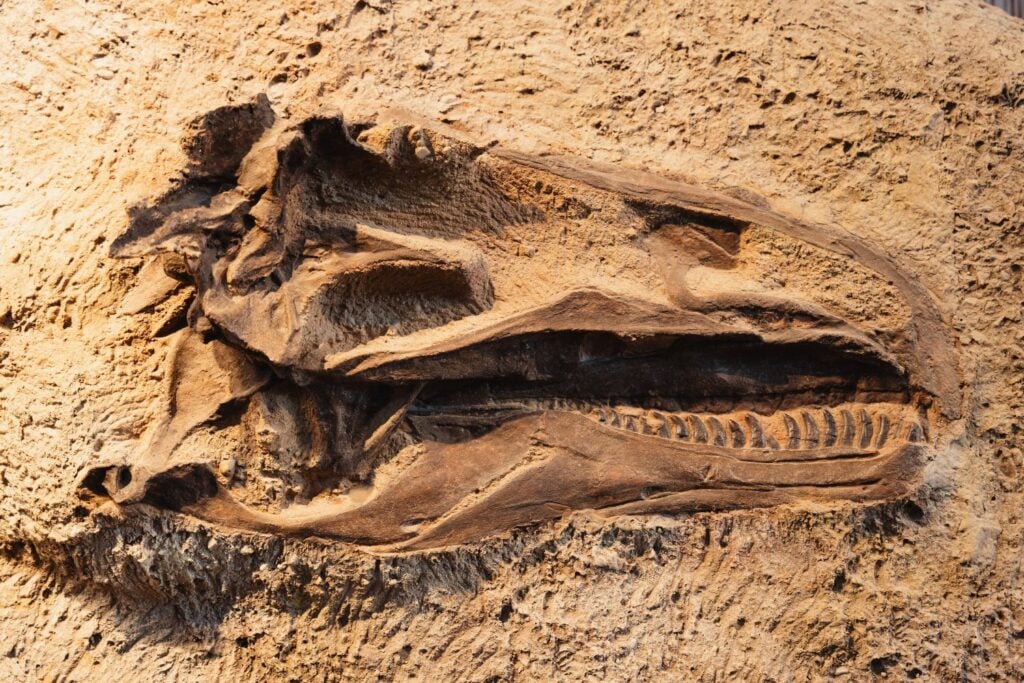 Fosil Dinosaurio