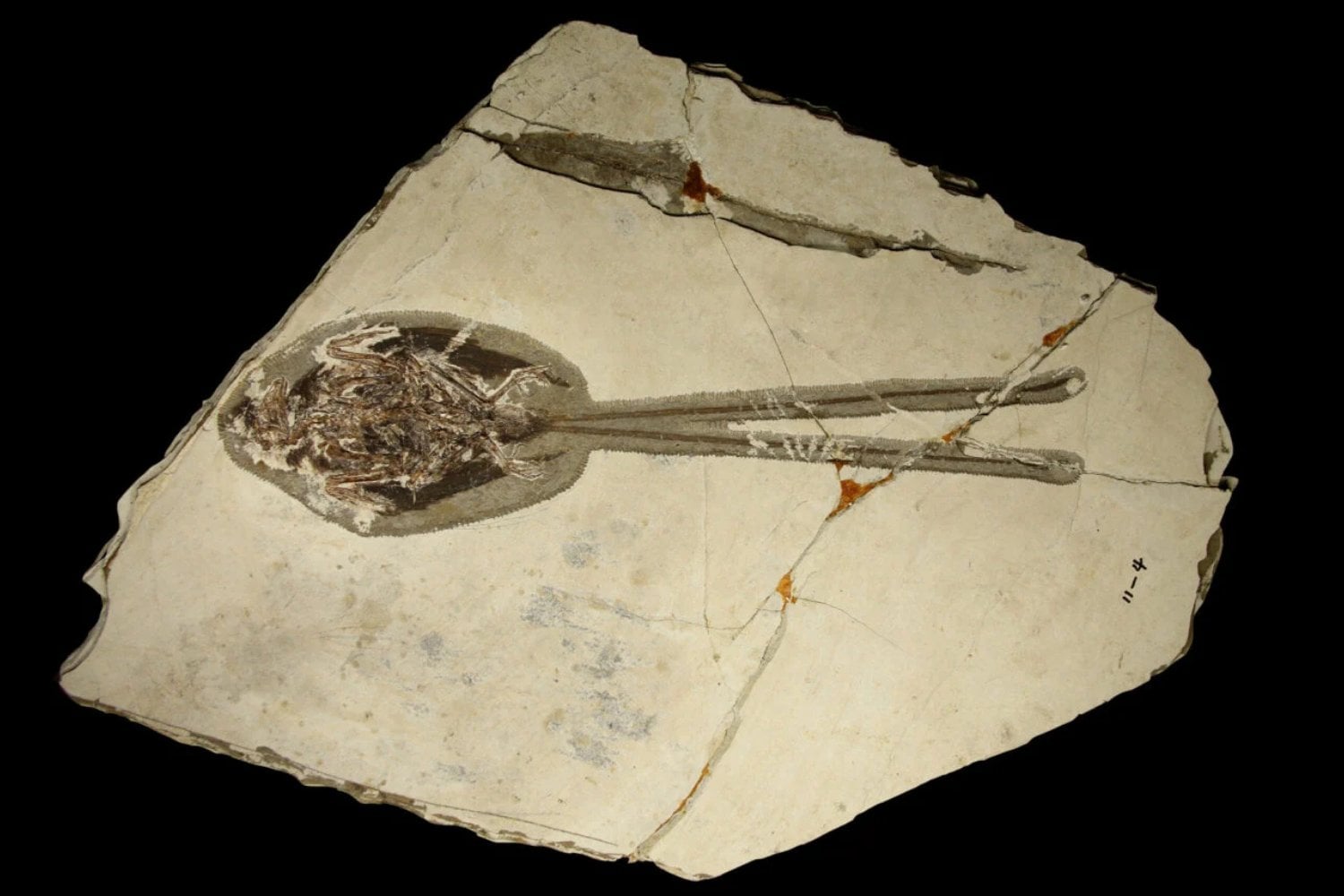 Fosil Plumadraco