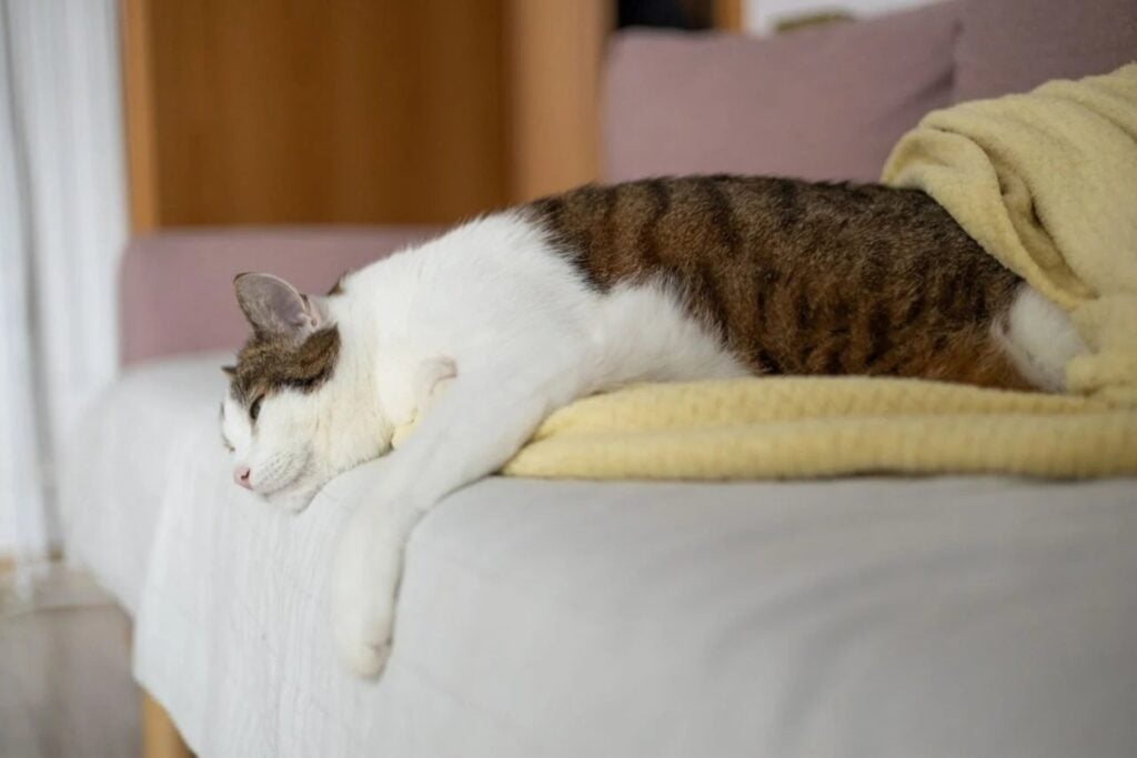 Gato