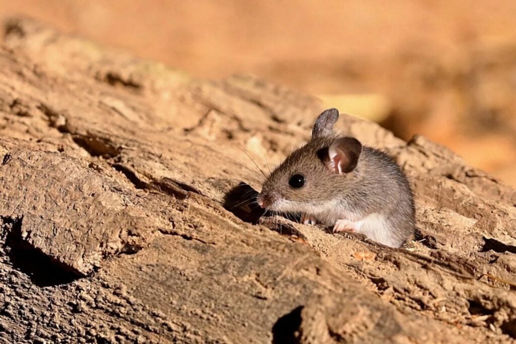 Hantavirus