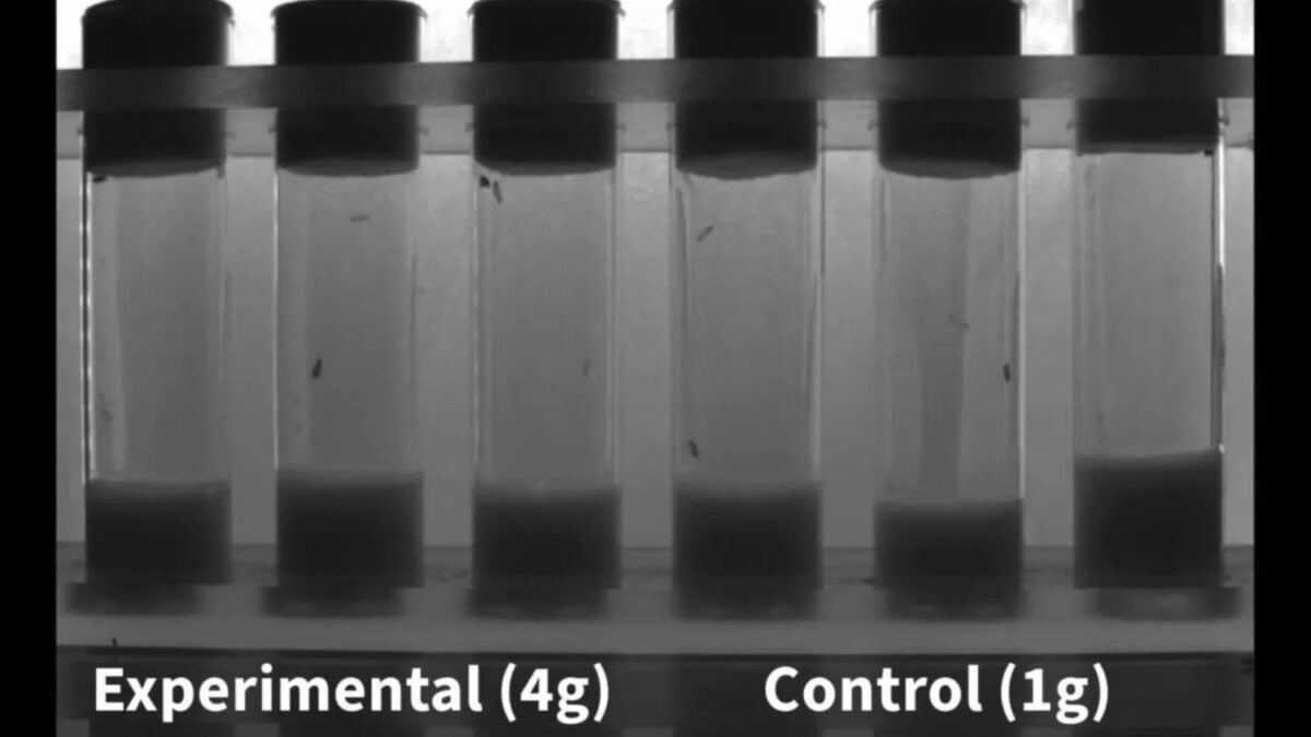 El resultado de someter moscas a hipergravedad aplastante no parecía que fuera a tener un resultado lejos de lo esperado, pero los científicos qudaron realmente sorprendidos con el experimento