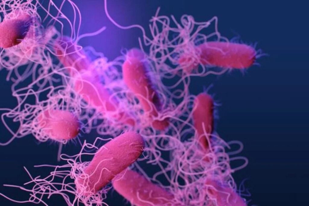 Ilustracion Salmonella