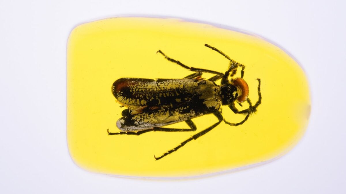 Libererrantes Insect Parece de película, pero es real: el ámbar conservó un insecto de hace ...