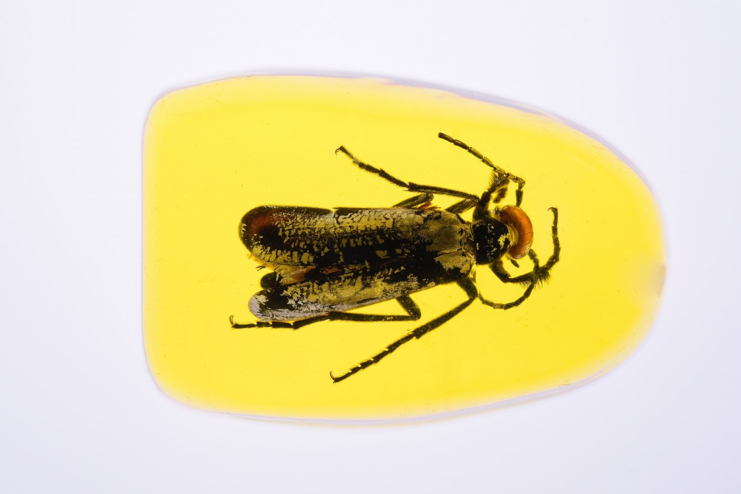 Insecto En Ambar