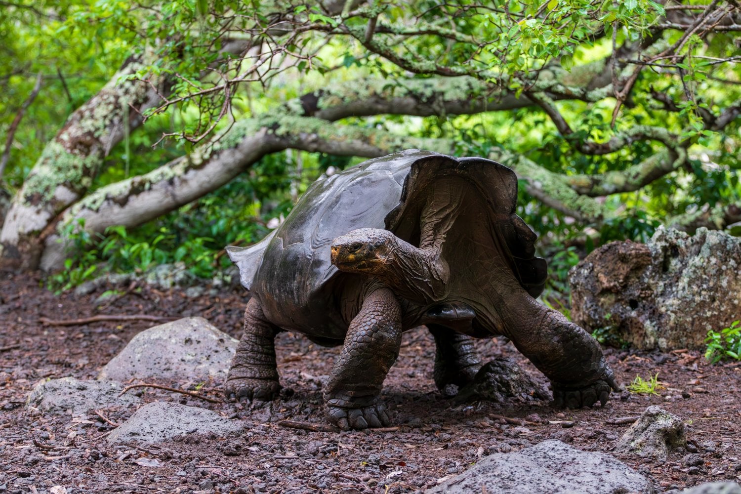 Isla Galapagos