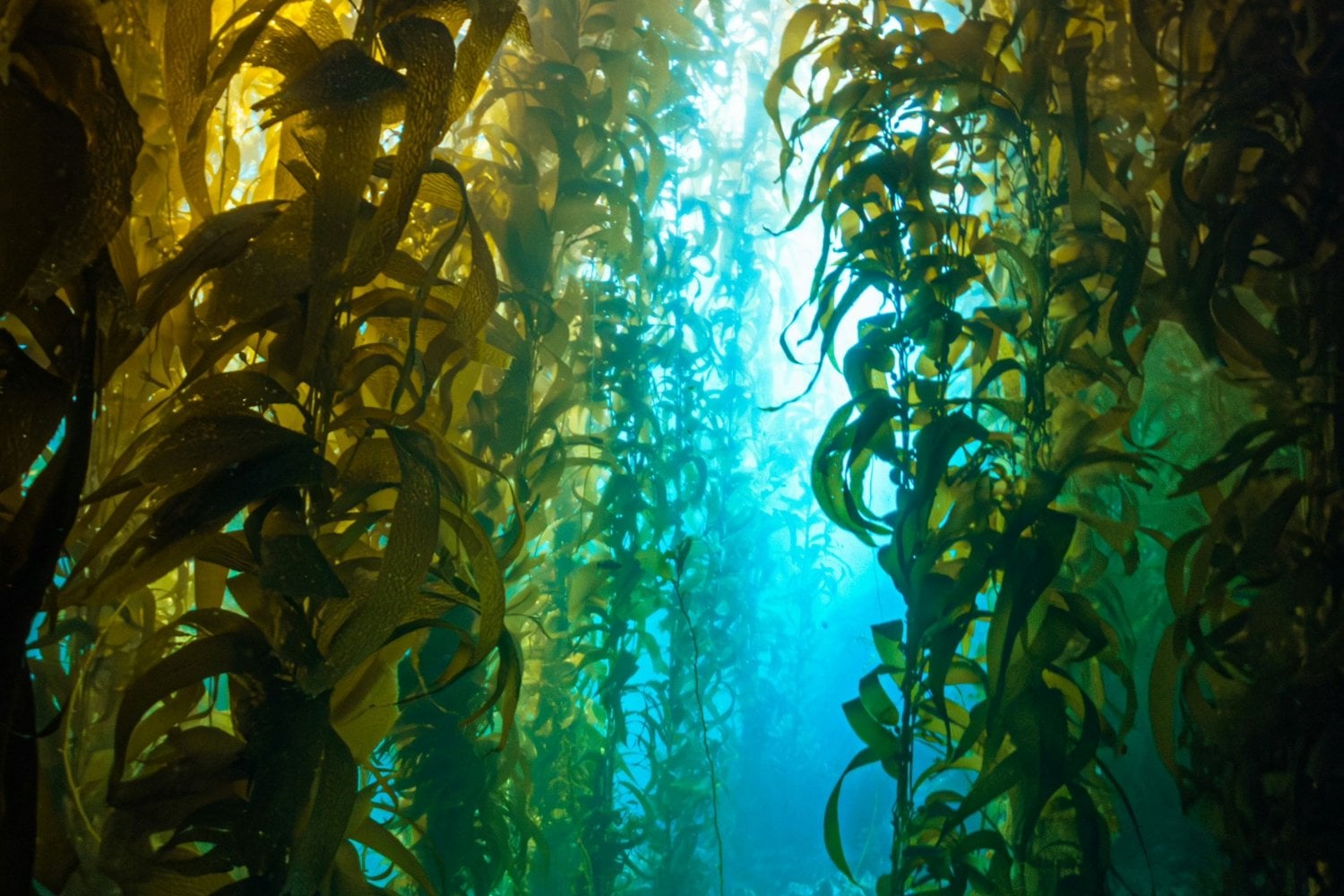 Kelp
