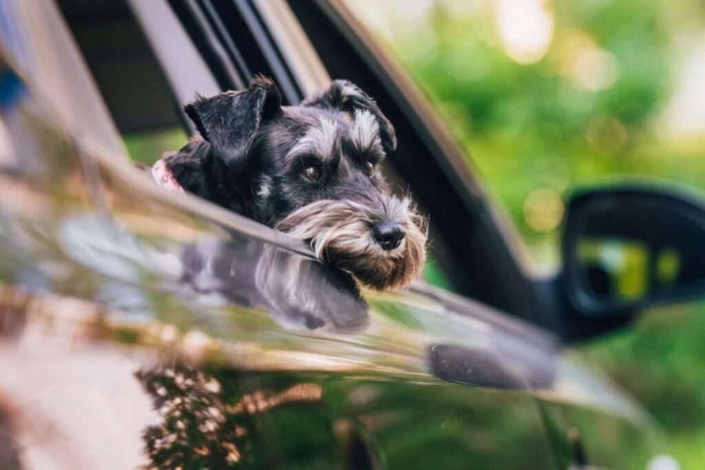 Perro En Un Auto