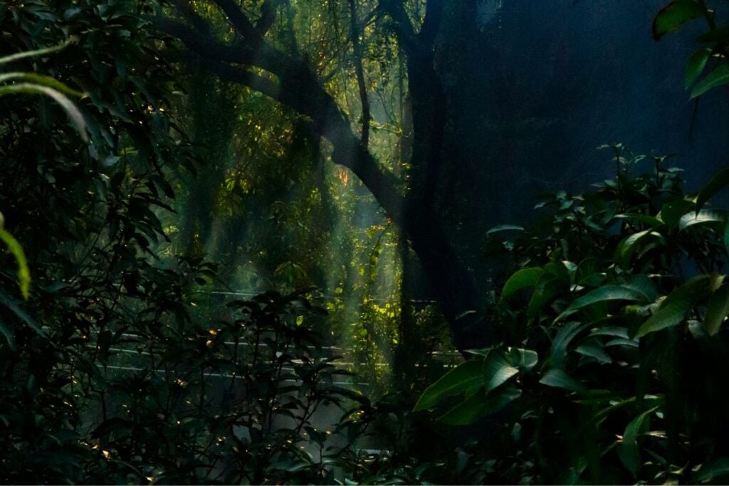Plantas Amazonas