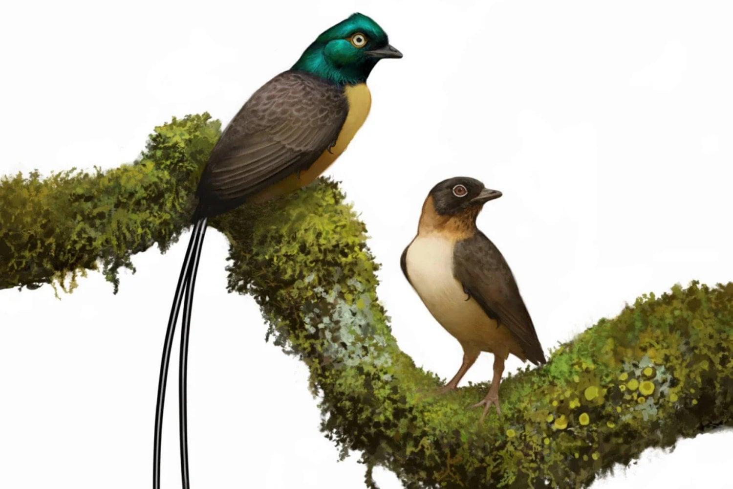 Plumadraco Ilustracion