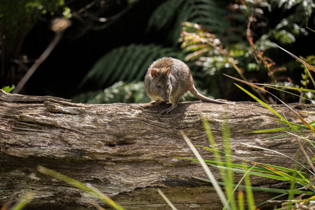 Potoroo De Gilbert Extincion