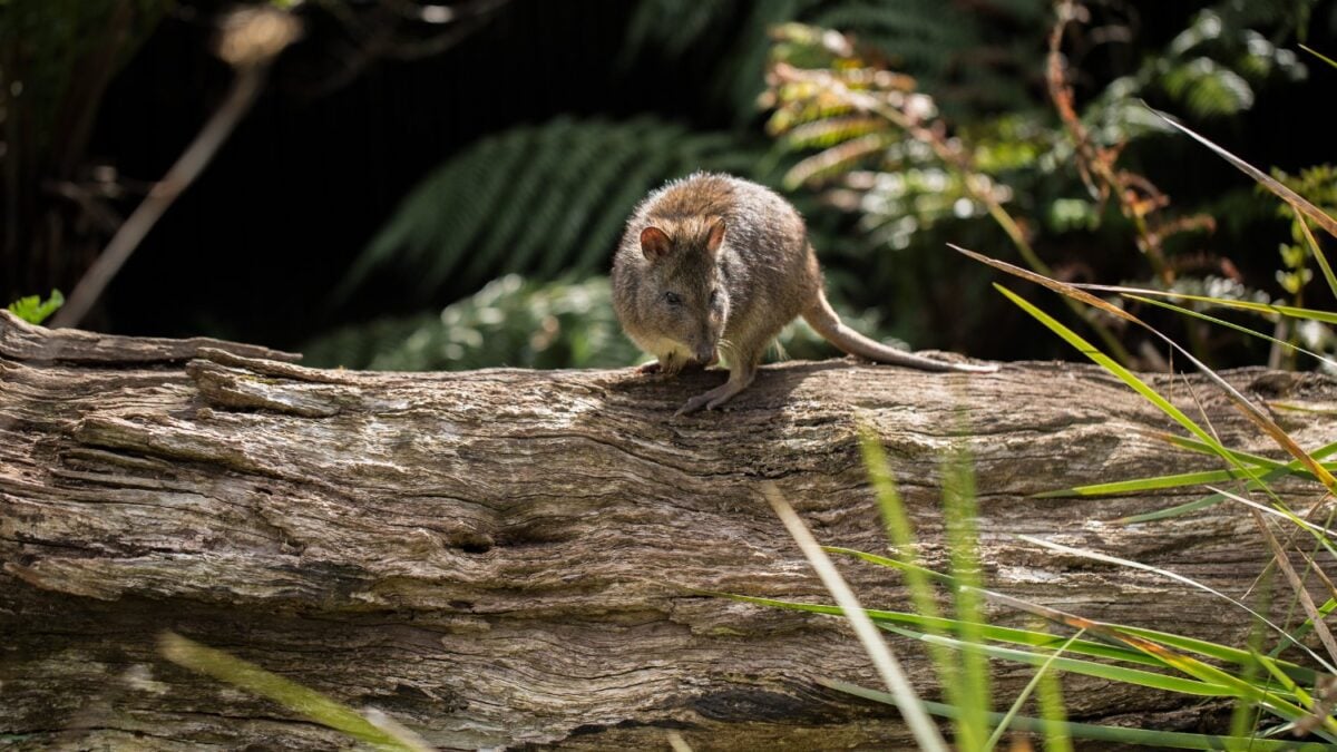 Solo quedan 150 ejemplares del marsupial más raro del mundo… y los científicos analizan sus heces para encontrarle un nuevo hogar antes de que sea tarde