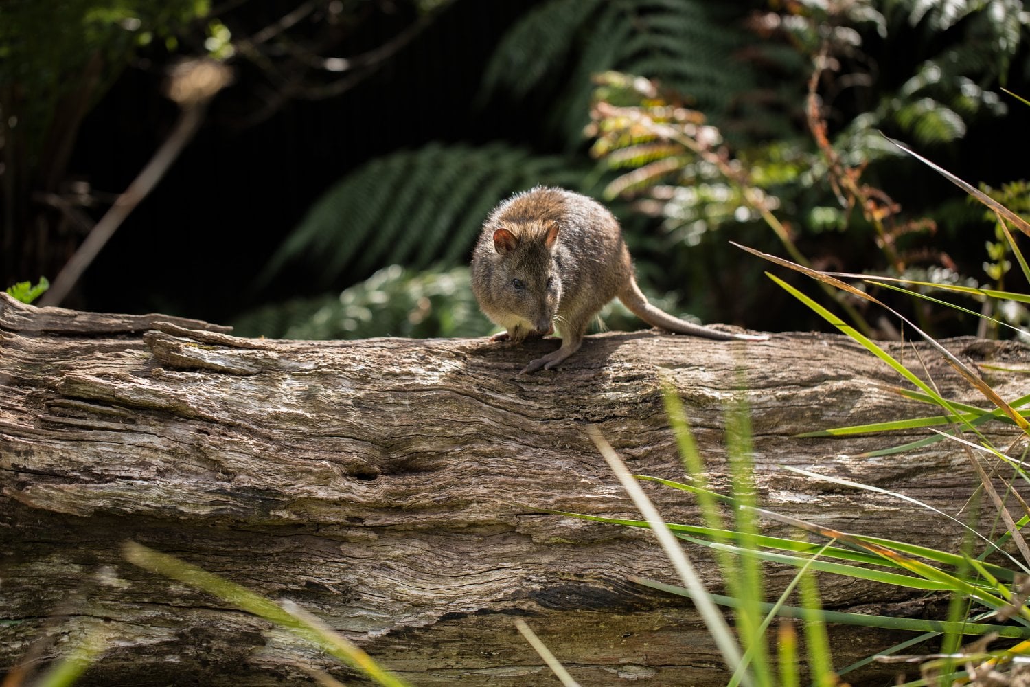 Potoroo De Gilbert Extincion