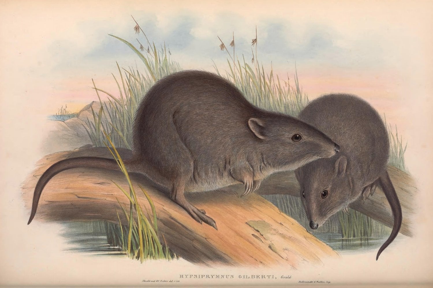 Potoroo De Gilbert