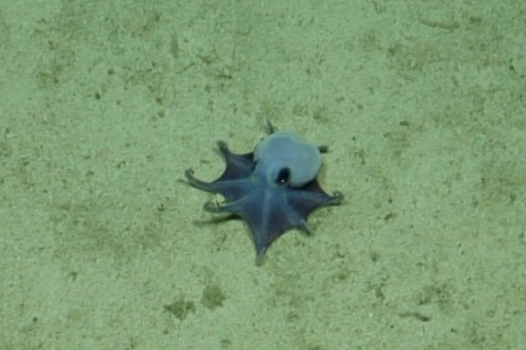 Pulpo Diminuto