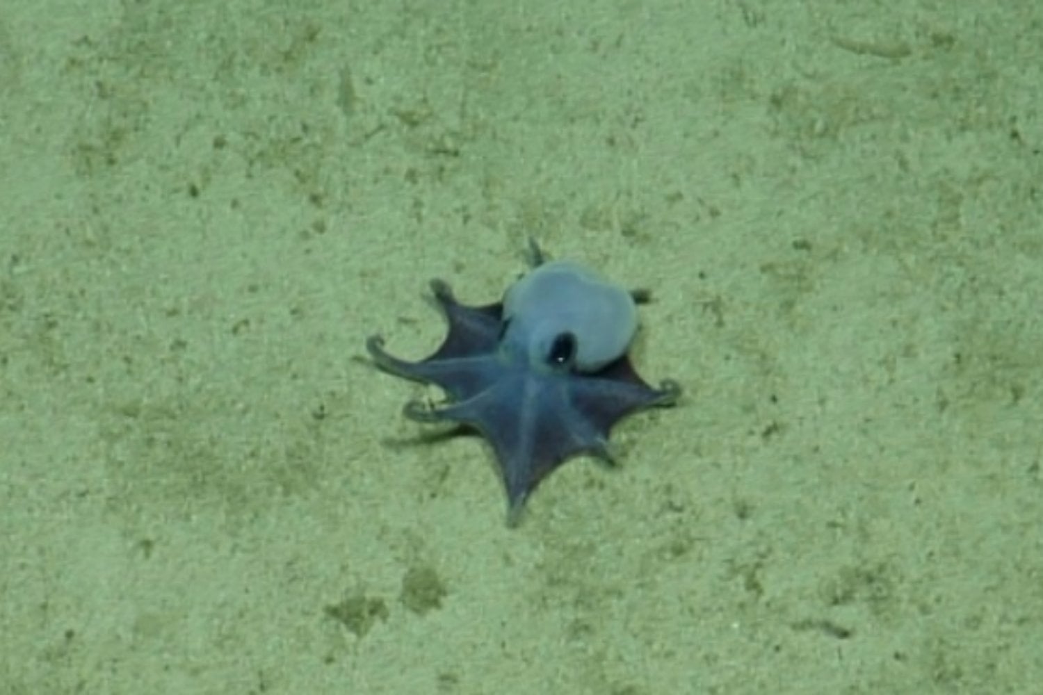 Pulpo Diminuto