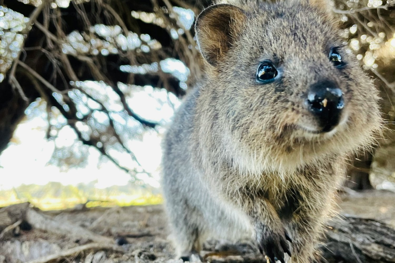 Quokka
