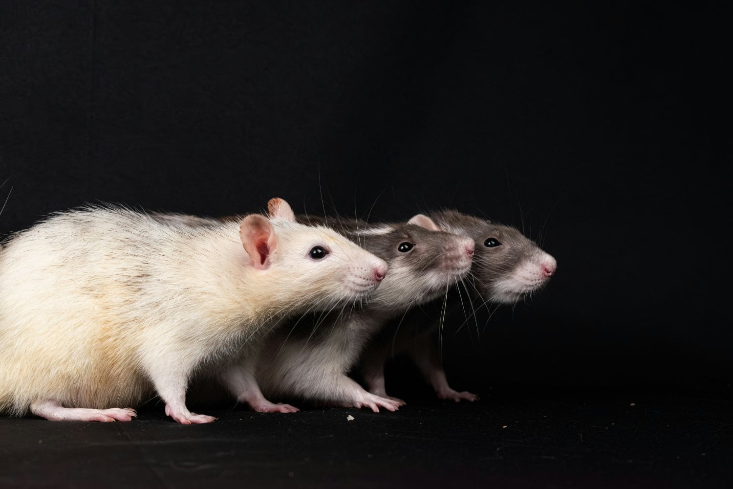 Ratones