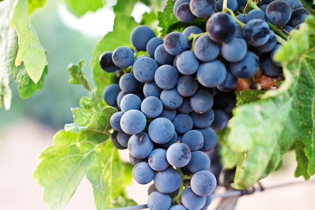Uvas