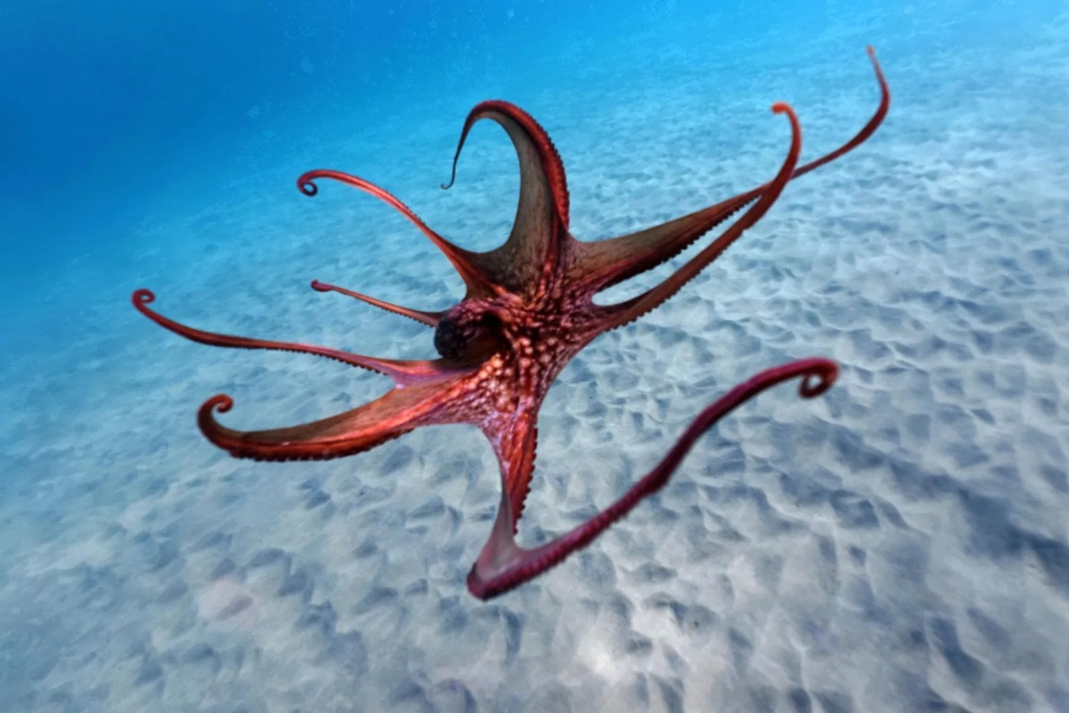 La ciencia ficción nos enseñó a buscar extraterrestres entre las estrellas, pero quizá el alien más extraño ya vive en el océano. Los pulpos tienen una mente distribuida que obliga a repensar qué significa ser inteligente
