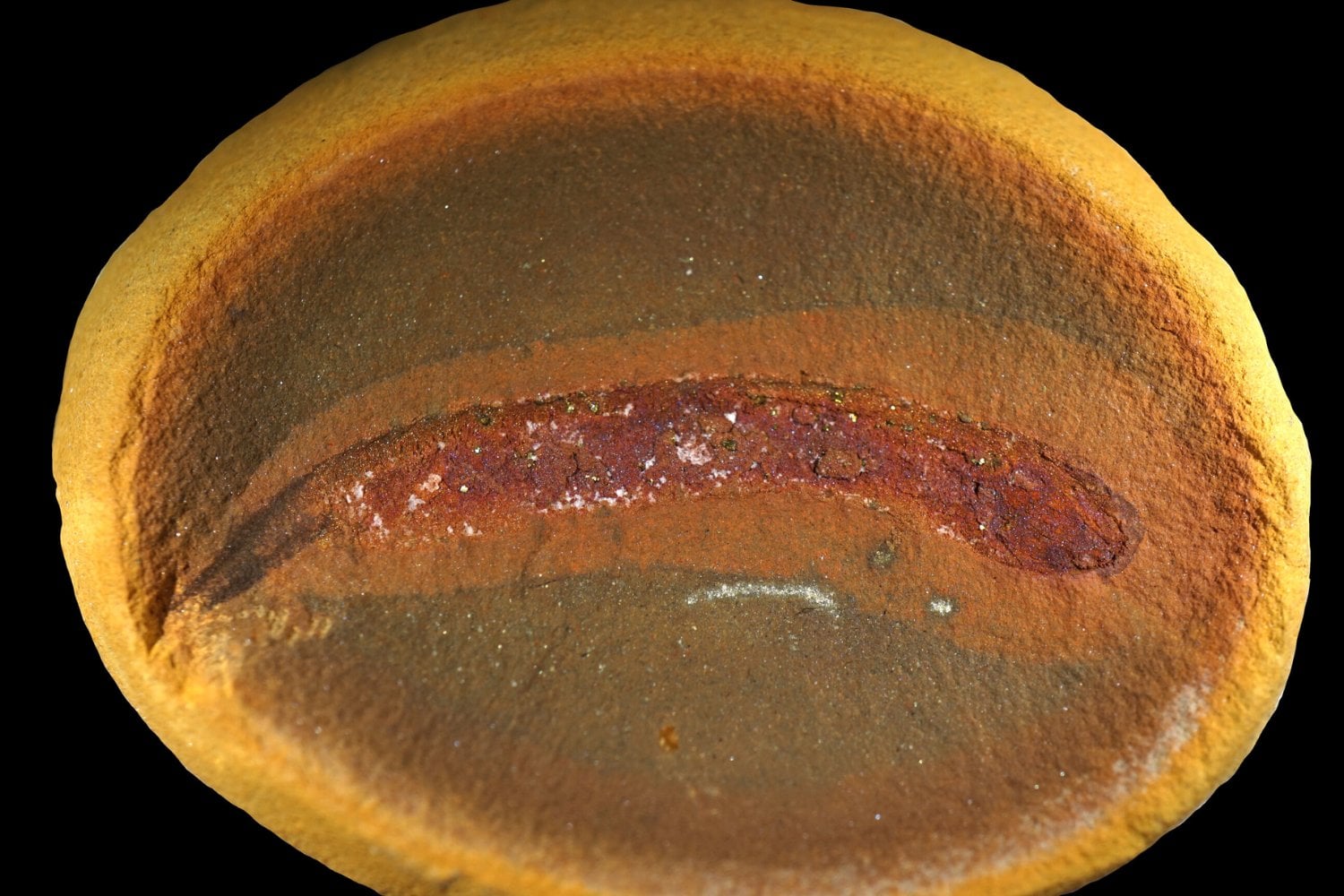 Los primeros vertebrados terrestres no crecían como renacuajos, y eso cambia una de las grandes historias de la evolución. Fósiles de crías parecidas a antiguos cocodrilos obligan a repensar cómo los animales conquistaron la tierra