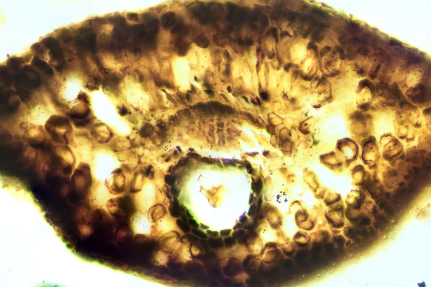 Santa Cruz acaba de revelar una planta de 150 millones de años conservada con un detalle único en el mundo. La nueva especie permite observar células, tejidos internos y pistas clave sobre los bosques jurásicos de la Patagonia