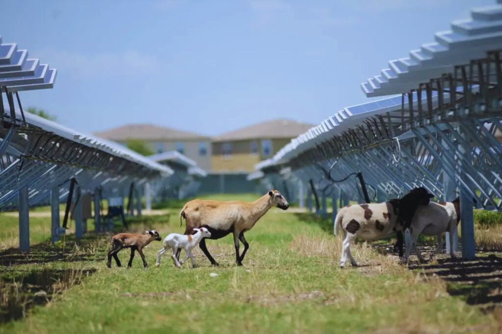 Los paneles solares llevan años siendo señalados como una amenaza para el campo. Ahora los científicos están descubriendo que pueden convertirse en refugios para aves, insectos y otras especies que habían desaparecido de las zonas agrícolas