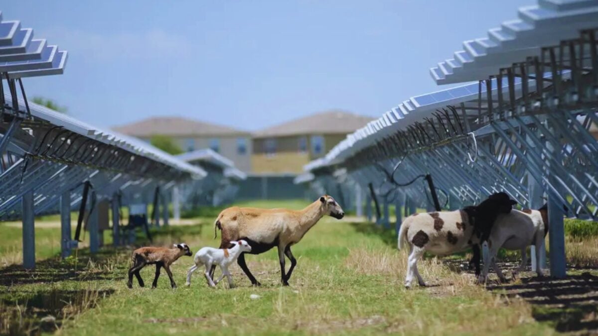 Los paneles solares llevan años siendo señalados como una amenaza para el campo. Ahora los científicos están descubriendo que pueden convertirse en refugios para aves, insectos y otras especies que habían desaparecido de las zonas agrícolas