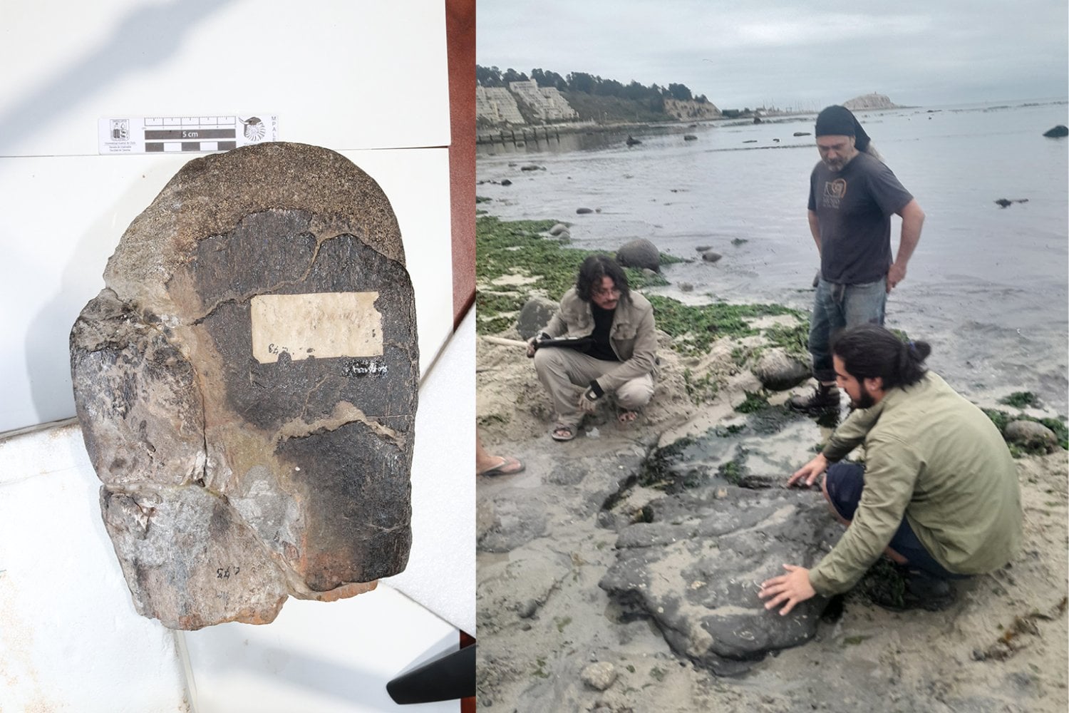 Algarrobo era conocido por sus fósiles de reptiles marinos, pero una revisión acaba de cambiar la historia del sitio. Paleontólogos confirmaron restos de dinosaurios terrestres y de una de las aves más antiguas halladas en Chile