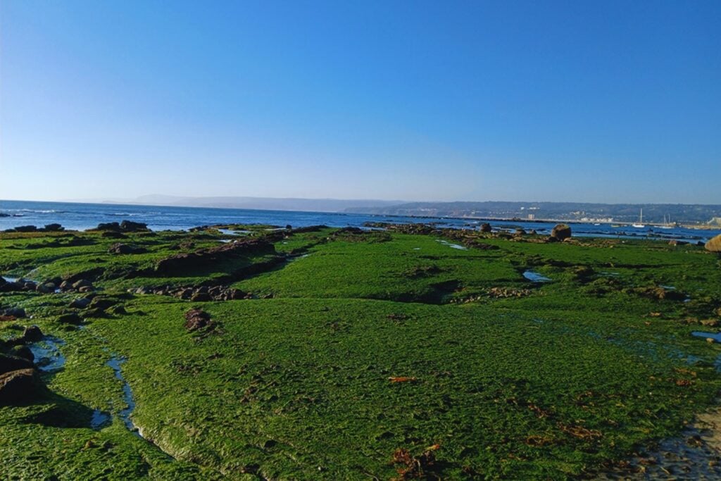Algarrobo era conocido por sus fósiles de reptiles marinos, pero una revisión acaba de cambiar la historia del sitio. Paleontólogos confirmaron restos de dinosaurios terrestres y de una de las aves más antiguas halladas en Chile