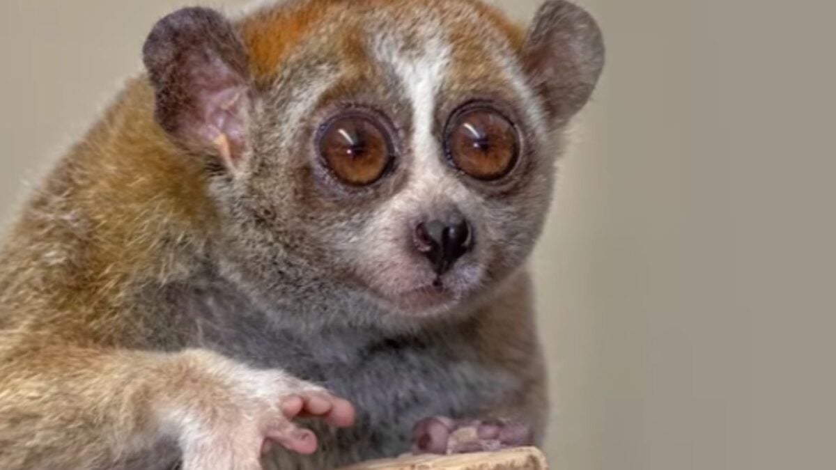 Detrás del primate más tierno de internet se oculta una historia de veneno, tráfico ilegal y riesgo de extinción