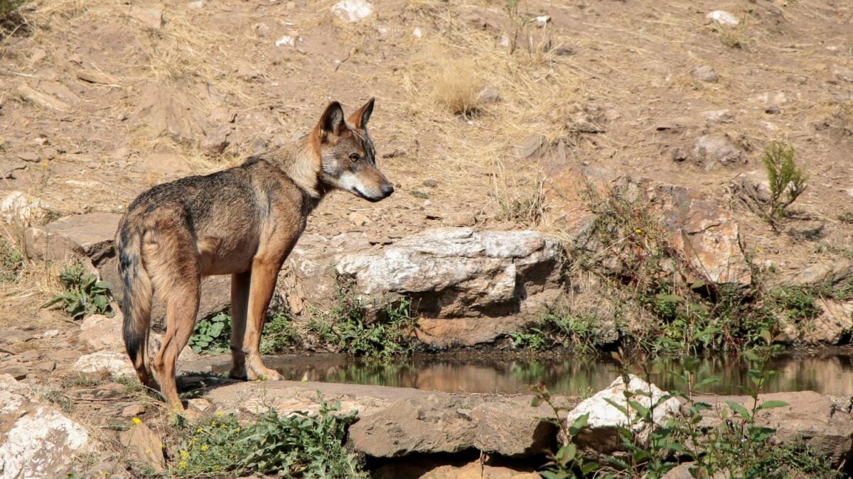 El regreso del lobo ibérico ya genera alarma: más de 3.000 cabezas de ganado perdidas y autorizan la caza de ejemplares