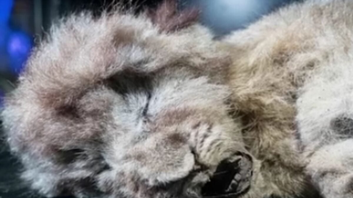 Un hallazgo de 32.000 años en Siberia cambia la historia del león de las cavernas y sorprende a la comunidad científica