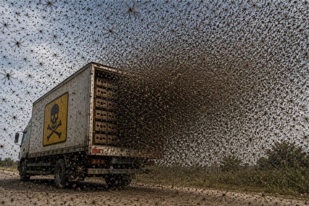 Liberarán más de 64.000.000 de mosquitos infectado