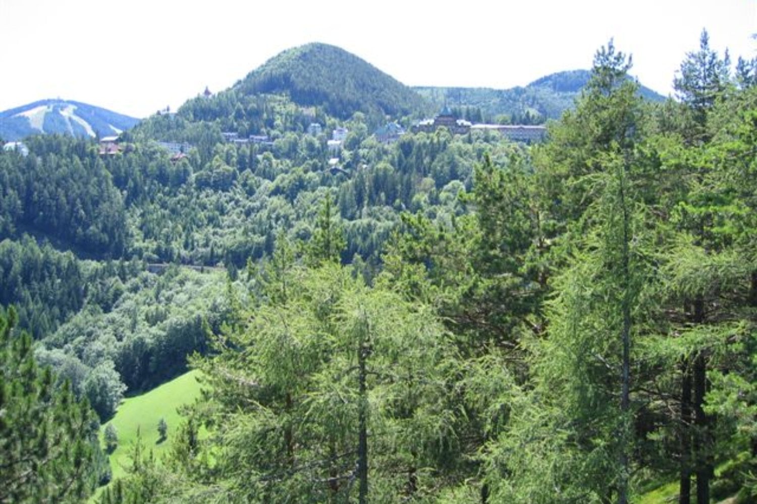 Desde lejos parecen bosques saludables, pero esconden un ecosistema empobrecido. Una reforestación de la era fascista sigue pasando factura en los Alpes italianos