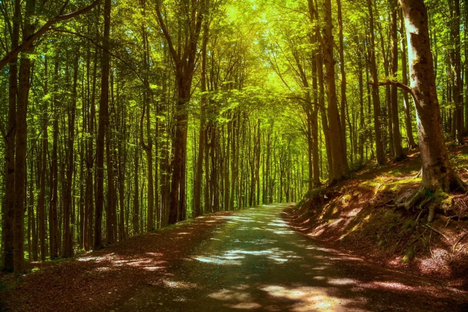Desde lejos parecen bosques saludables, pero esconden un ecosistema empobrecido. Una reforestación de la era fascista sigue pasando factura en los Alpes italianos