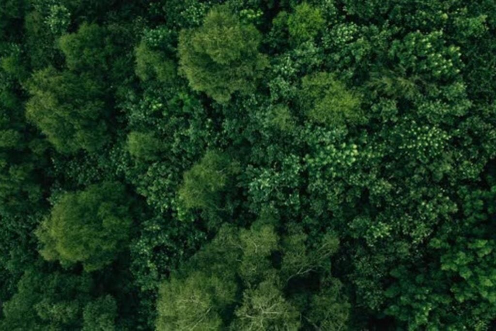 Desde lejos parecen bosques saludables, pero esconden un ecosistema empobrecido. Una reforestación de la era fascista sigue pasando factura en los Alpes italianos