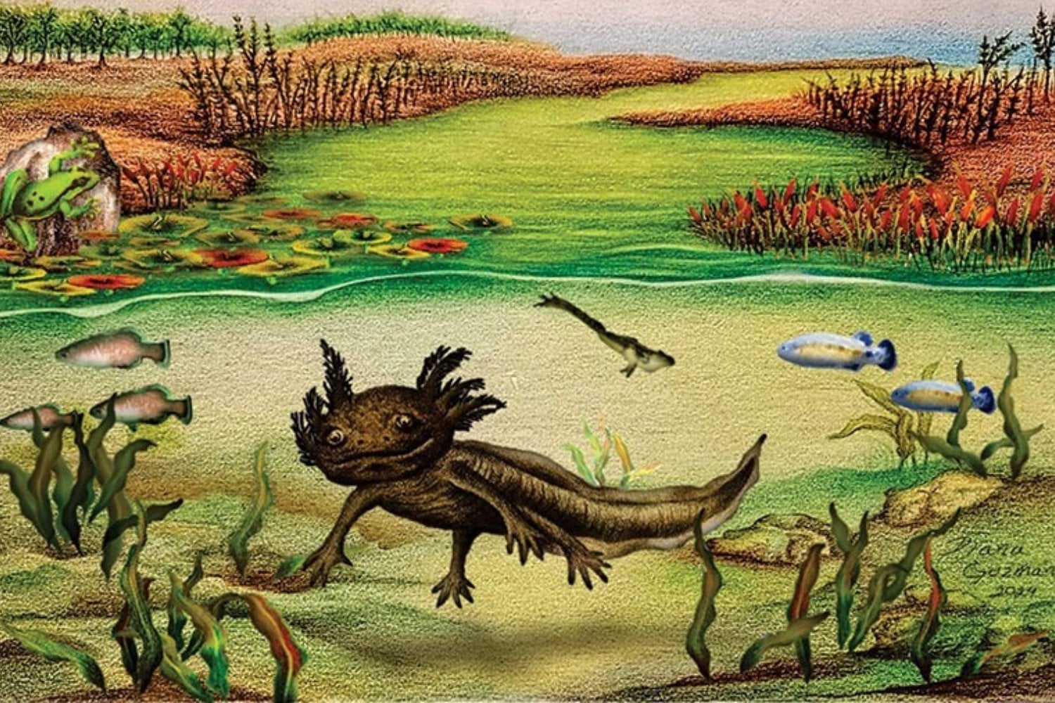 México acaba de encontrar al ajolote fósil más antiguo registrado en su territorio y no apareció en Xochimilco. La nueva especie vivió hace millones de años en un lago desaparecido de Hidalgo y revela que la historia de estos anfibios empezó mucho antes de lo que se creía