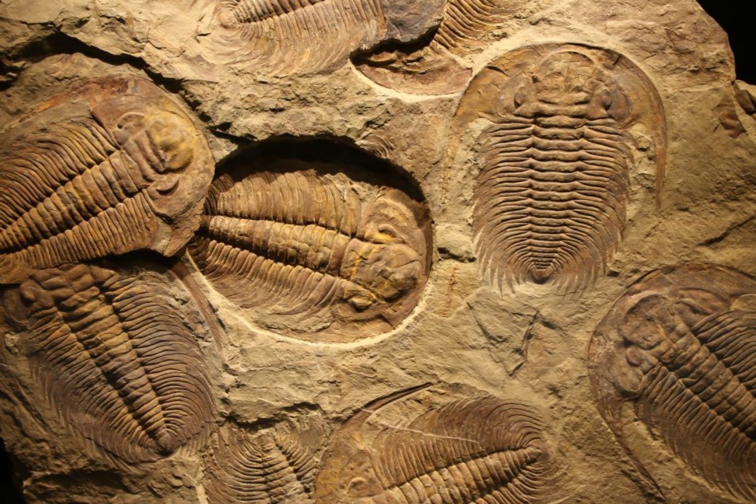 Madrid acaba de encontrar sus fósiles marinos más antiguos, pero el hallazgo cuenta algo todavía más extraño. Hace 460 millones de años, parte de la actual Sierra Norte estaba bajo un mar lleno de trilobites, moluscos y otros invertebrados