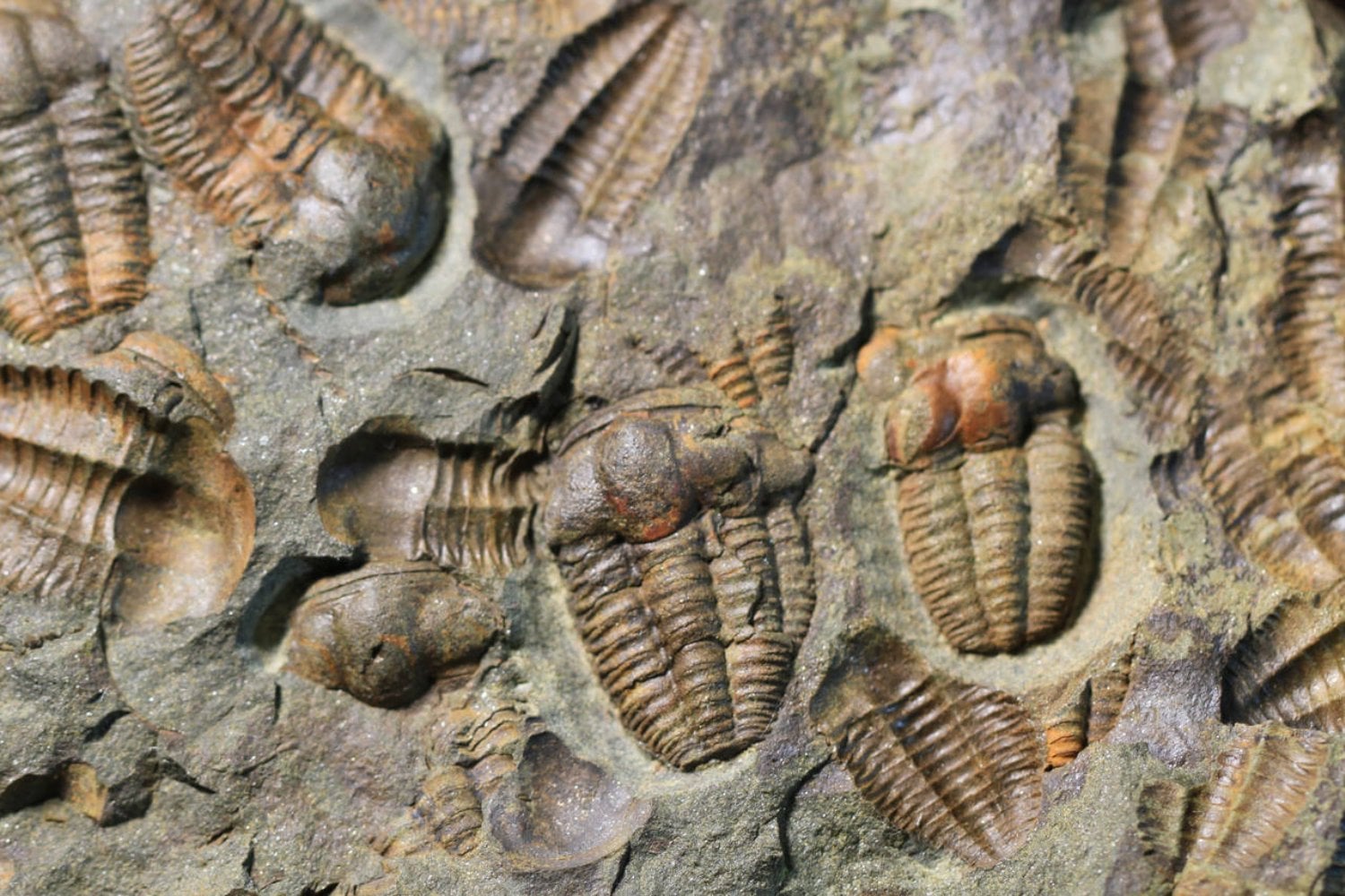 Madrid acaba de encontrar sus fósiles marinos más antiguos, pero el hallazgo cuenta algo todavía más extraño. Hace 460 millones de años, parte de la actual Sierra Norte estaba bajo un mar lleno de trilobites, moluscos y otros invertebrados