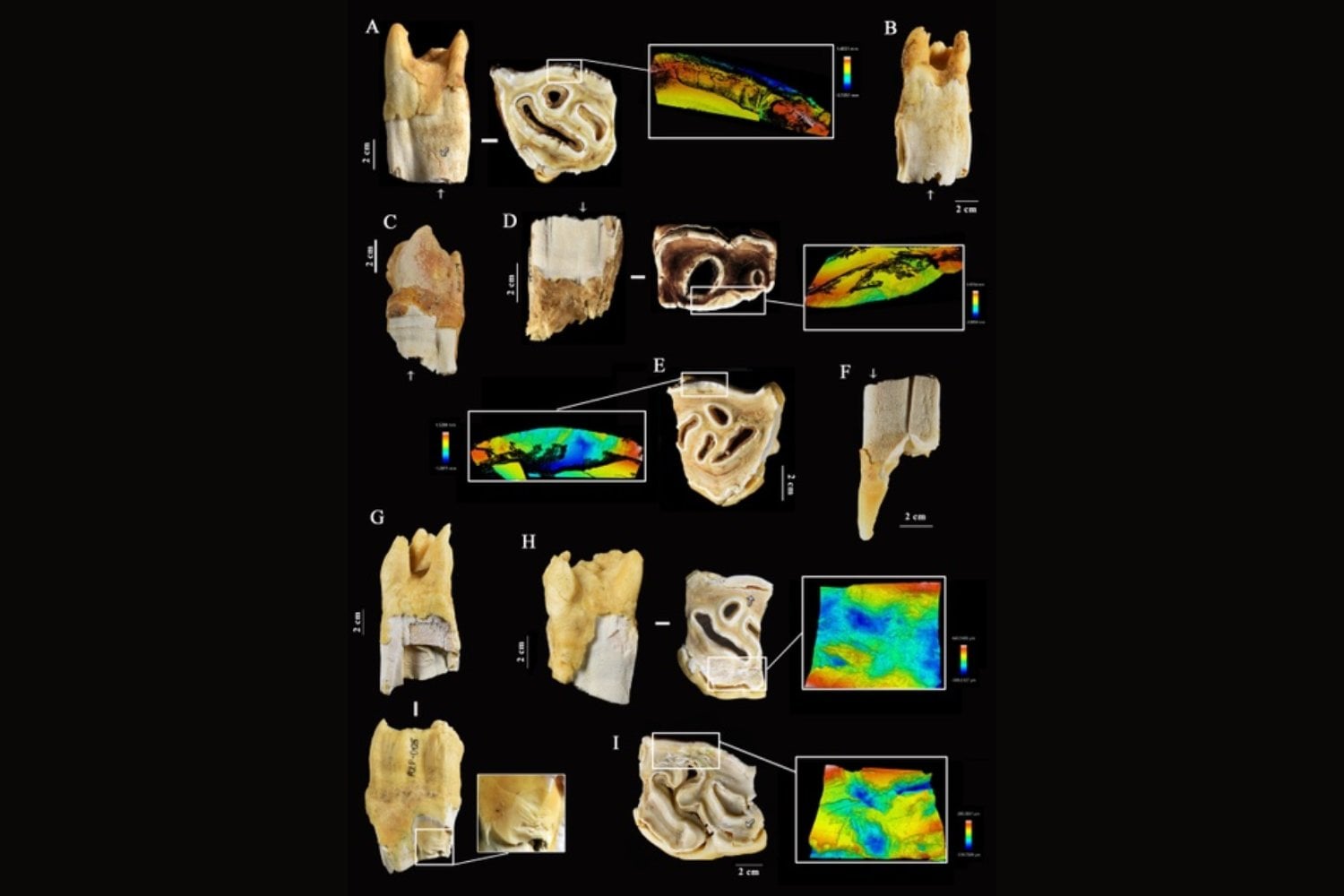 Los neandertales no desperdiciaban ni los dientes de un rinoceronte. Todo apunta a que los usaban como martillos y yunques para fabricar herramientas de piedra