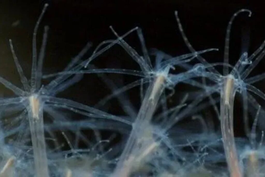 Los científicos repitieron un experimento histórico en una de las ramas más antiguas del árbol animal y obtuvieron una criatura con dos bocas. Después trasladaron sus células a una anémona y comprobaron que ambas entendían el mismo lenguaje molecular