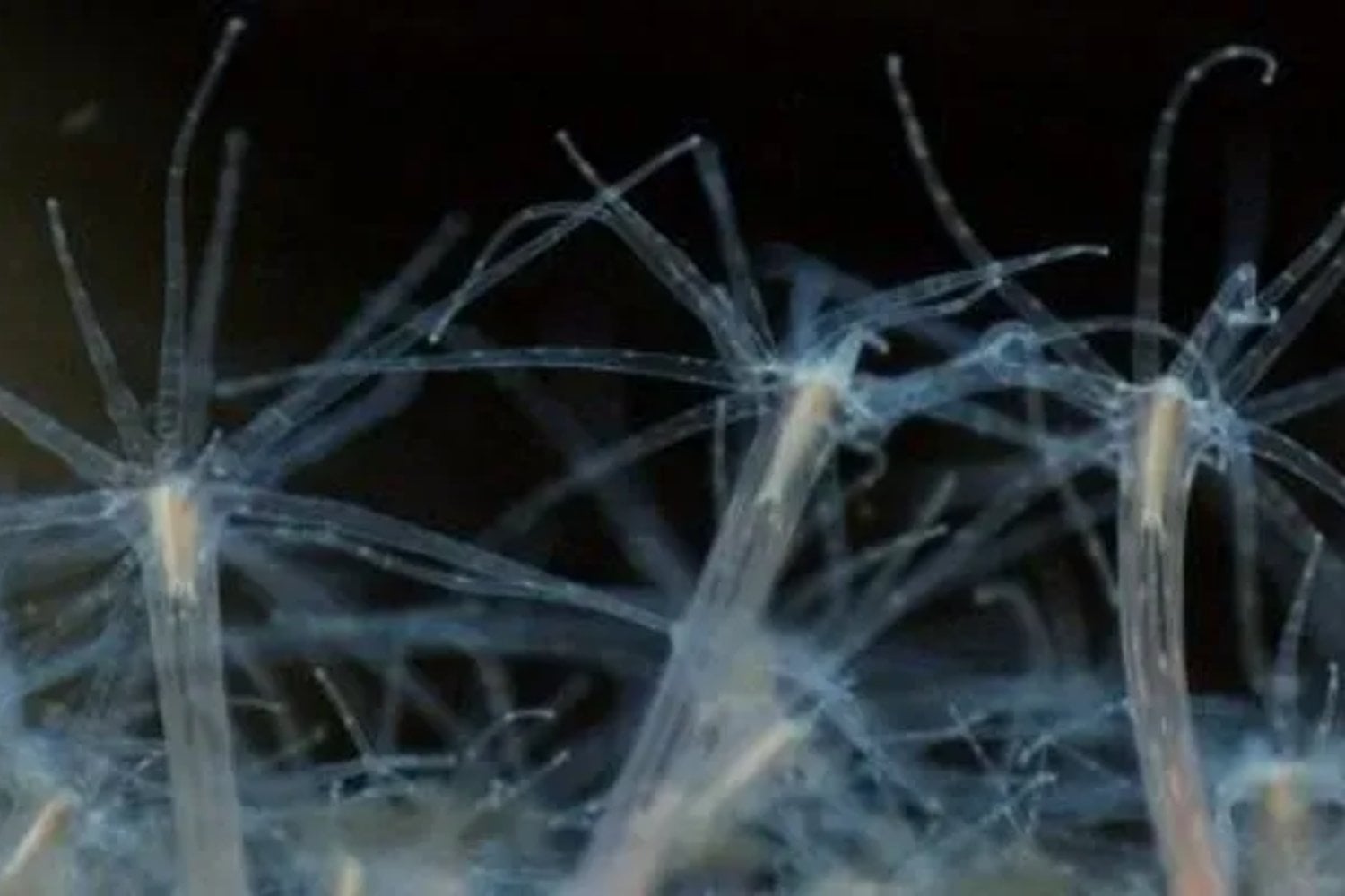 Los científicos repitieron un experimento histórico en una de las ramas más antiguas del árbol animal y obtuvieron una criatura con dos bocas. Después trasladaron sus células a una anémona y comprobaron que ambas entendían el mismo lenguaje molecular