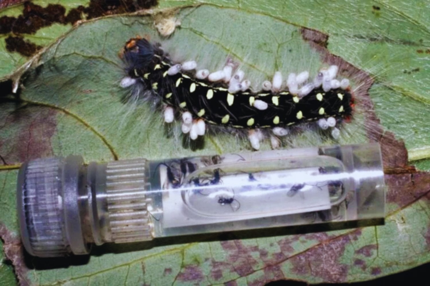 La Tierra podría esconder hasta 20 millones de especies de insectos y ni siquiera les hemos puesto nombre. Un gigantesco estudio de ADN acaba de triplicar la estimación clásica